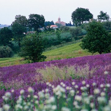 Bellaria Igea Marina