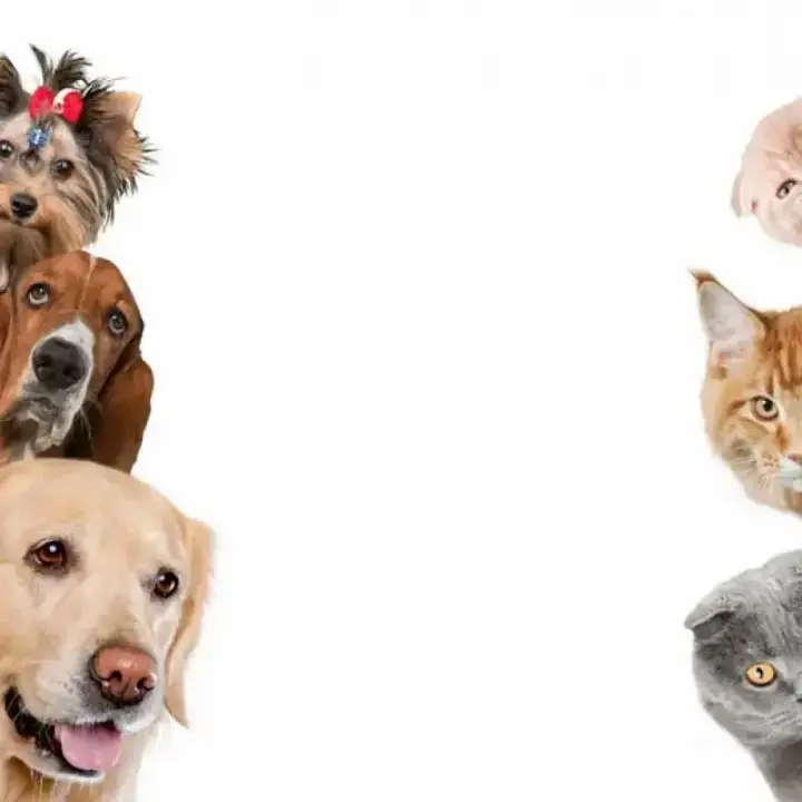 SPIAGGE PET FRIENDLY 2024