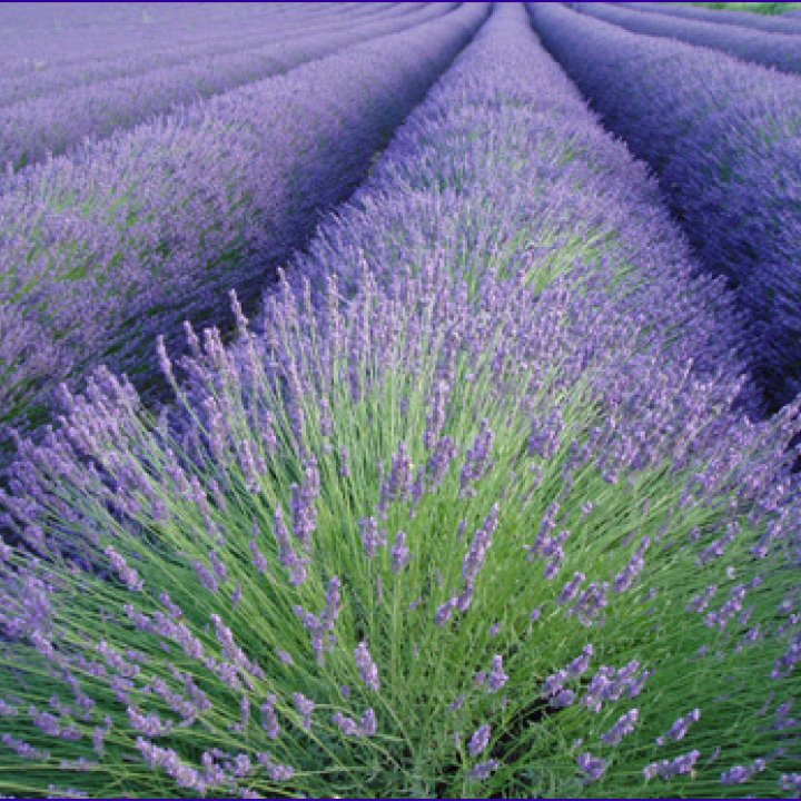 FESTA DELLA LAVANDA 13-14 luglio 2011