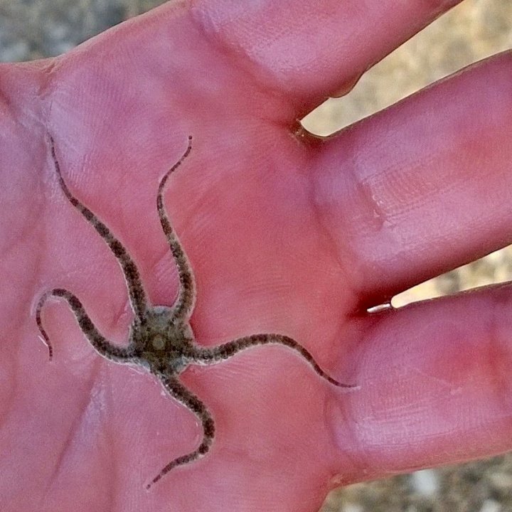 Stelle marine, curiosità 