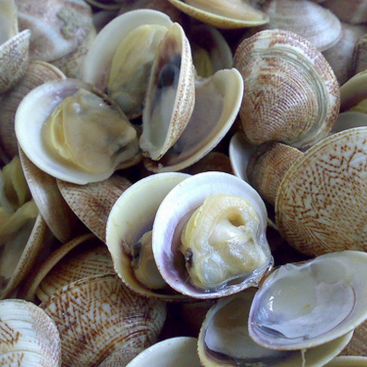 IL PESCE DEL NOSTRO MARE